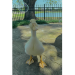 Mango’s Ducks