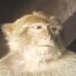 The Kingdom Of Monkey's
