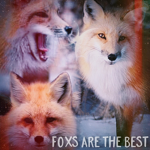 foxs are the best