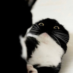 aaа