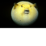 Pufferfish King IIII
