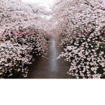 ~flower cloud~