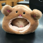 Hamster family group