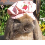 ﾟ* Coffėėbunnys ﾟ*