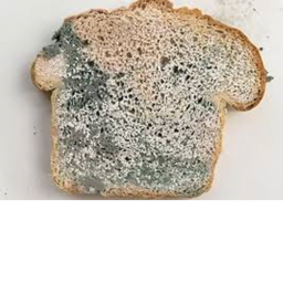 tost