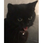 Youcatz