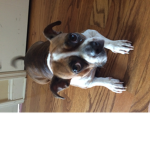 I love em pups <3