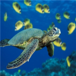 U.W.E.Under Water Exploration