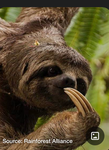 Sloth_Man group