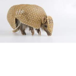 da team of Armadillo