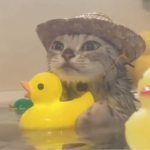 Cat Enjoyers :33