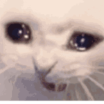 crying cat meme group