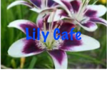 Lily Cafe (Located In Adopt Me)