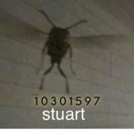 Stuart gang