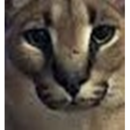 Doge AI Game