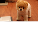 The Doge House Player