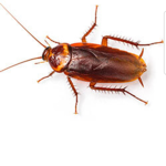 The Roach Cult SCH SCH