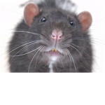Rat_cuIt