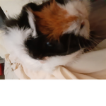 Jades Guinea Pig