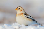 Snow Bunting Flock