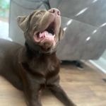 Teddy Dog Roblox