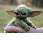 The Baby Yoda group !!!!