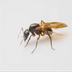 Airborne Ants