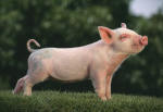ShowPig Fan Club