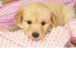 Puppy Fan Group<3