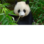 PANDA_AVA3