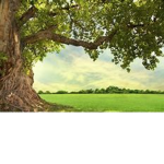 Bud tree!