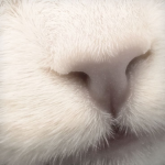 Purelly Cat