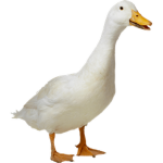 ducky duck sqaud