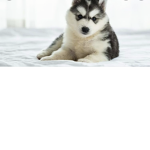 Husky fun club!!!!