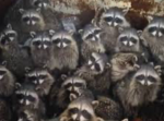 Rad Raccoon Studios