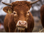 Cows rule! (and maybe some animals)
