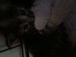Cutelover