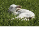 Bby Goats
