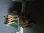 Dog and animal group