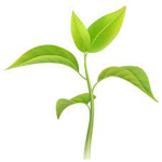Plants!!!!!