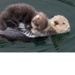 Cute Otter Army