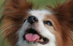 動物好きだけぇ！