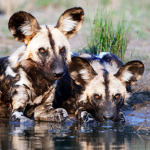 African Painted Dog's