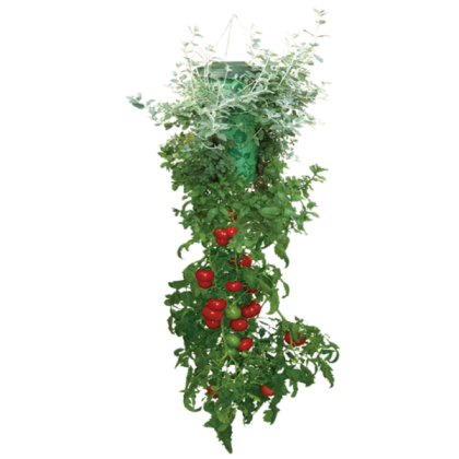 TB PNG Green Nature Tomato Plant Y2K Floral Roblox decal