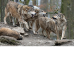 Wolf pack family so cute
