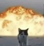 Gatitis