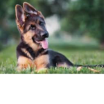 The Amazing Cute Puppers