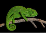 Coco’s Chameleons