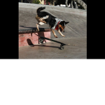 Dogs Are Super Cool
