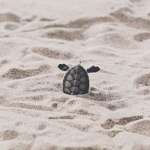 Turtle Squad!~